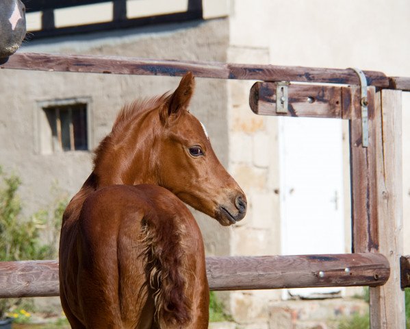 Pferd Dame Fleur (Hannoveraner, 2022, von Fuechtels Floriscount OLD)