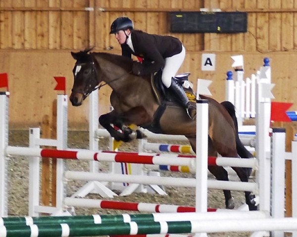 jumper Gina Valentina (German Riding Pony, 2001, from Mac Genius)