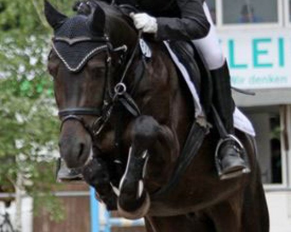 Springpferd Shetan 60 (Deutsches Reitpony, 2005, von Wengelo's Nelson)