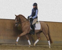 Dressurpferd Martha 127 RP (Deutsches Reitpony, 2009, von The Braes My Mobility)