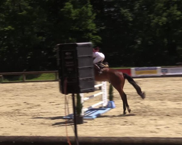 Reitturnier Rhede 2022