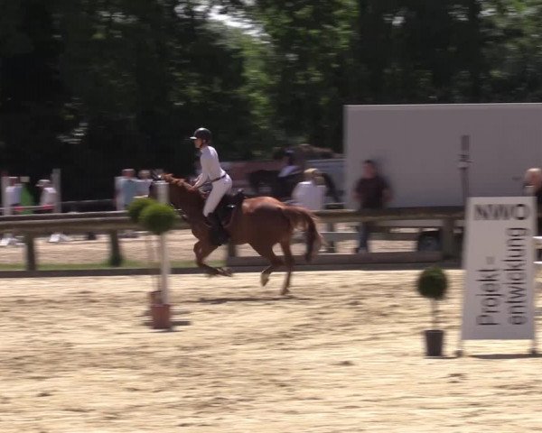 Reitturnier Rhede 2022
