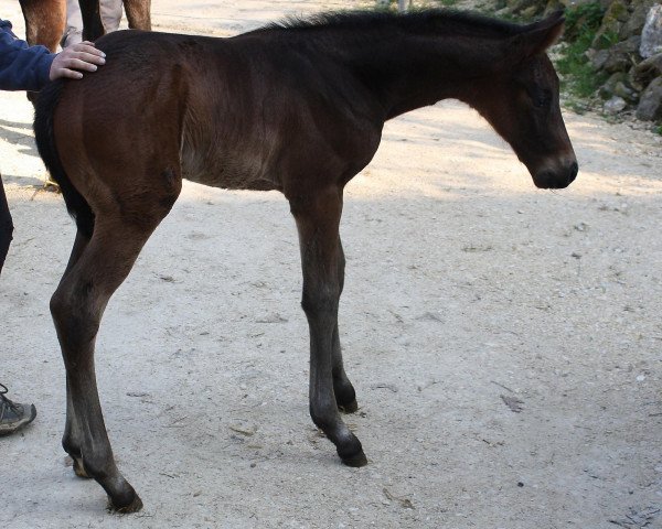 broodmare Carrie of Glencoe (Hanoverian, 2011, from Carry)