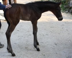 broodmare Carrie of Glencoe (Hanoverian, 2011, from Carry)
