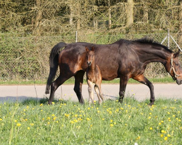 broodmare Pina Colada (Westphalian, 1994, from Phantom)