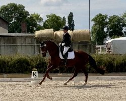 horse Damon's Fairy (Hanoverian, 2018, from Damon)