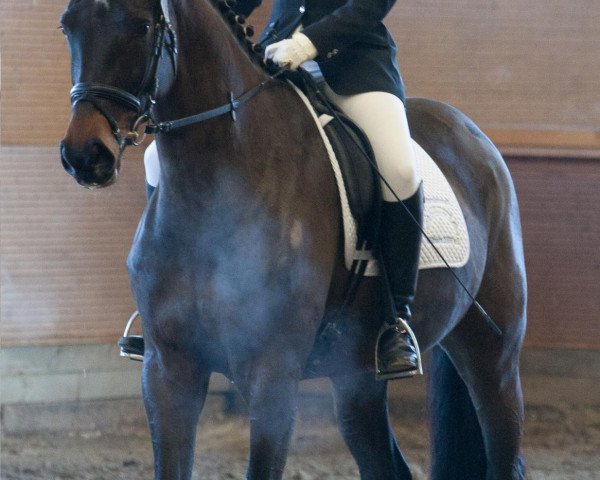 horse Corona S (Rhinelander, 2008, from Coronados-Boy) horse Corona S (Rhinelander, 2008, from Coronados-Boy)