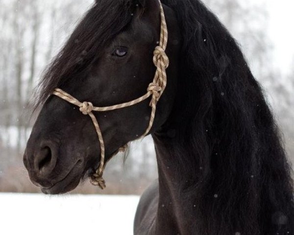 stallion Rasstanos Deluxe (Friese, 2005, from Karel 370)
