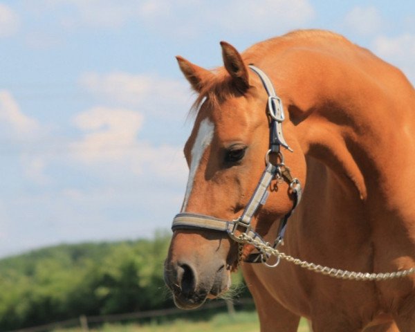 Pferd Guardian Angel (Deutsches Reitpony, 2006, von Gandalf)