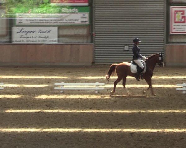 Reitturnier Rhede 2022
