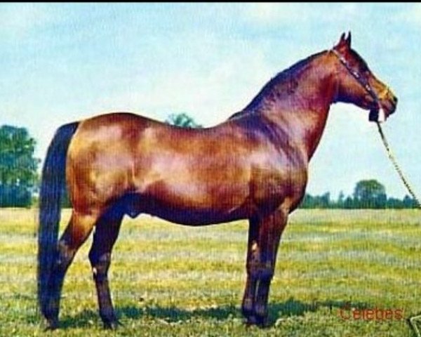 stallion Celebes 1949 ox (Arabian purebred, 1949, from Witraz 1938 ox)