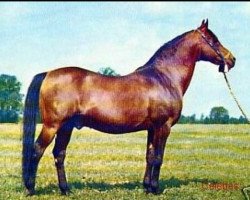 stallion Celebes 1949 ox (Arabian purebred, 1949, from Witraz 1938 ox)