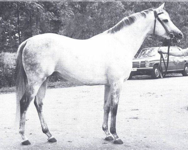 Deckhengst Polacca xx (Englisches Vollblut, 1967, von Abernant xx)