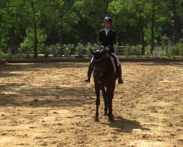 Reitturnier Rhede 2022