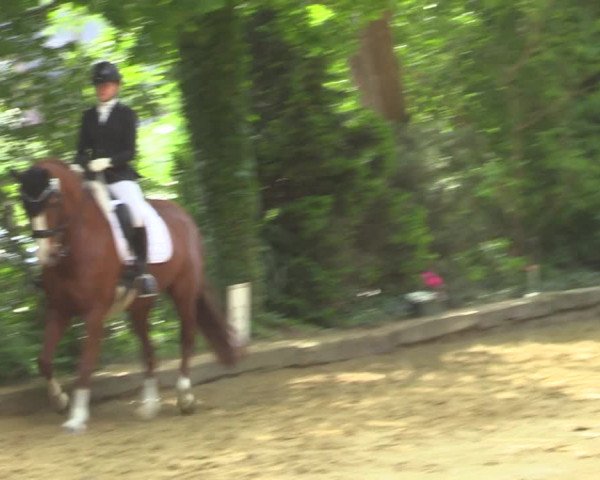 Reitturnier Rhede 2022