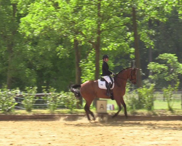 Reitturnier Rhede 2022