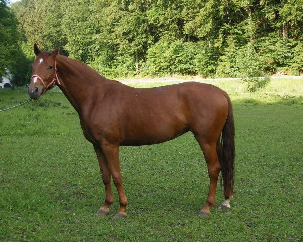 broodmare Ryka's Wide Awake (Bavarian, 2005, from Weltmeyer)