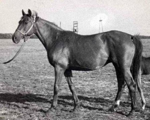 broodmare Tropa (Russian Trakehner, 1966, from Pomeranets 1952 ox)