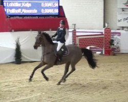 jumper Lindsay (Holsteiner, 2001, from Lavaletto)