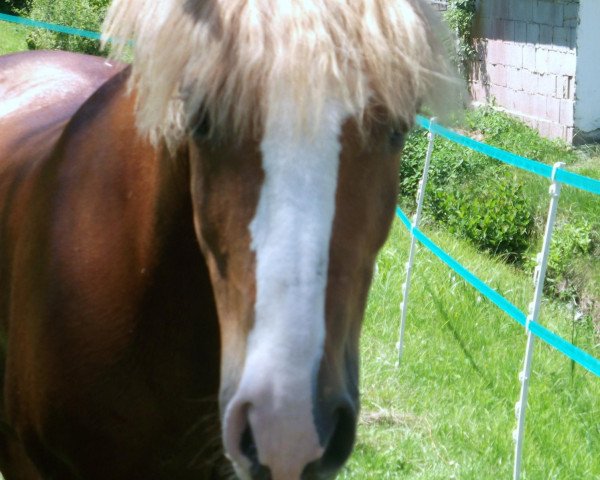 dressage horse Navajo 111 (Haflinger, 1994, from Nachtmann) dressage horse Navajo 111 (Haflinger, 1994, from Nachtmann)