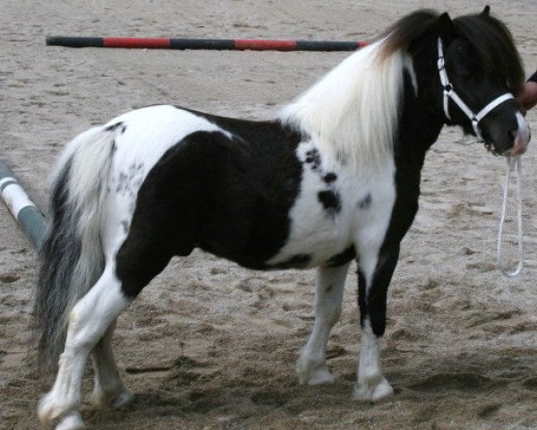 stallion Buxted Empire (Shetland pony (under 87 cm),  , from Tawna Morse)