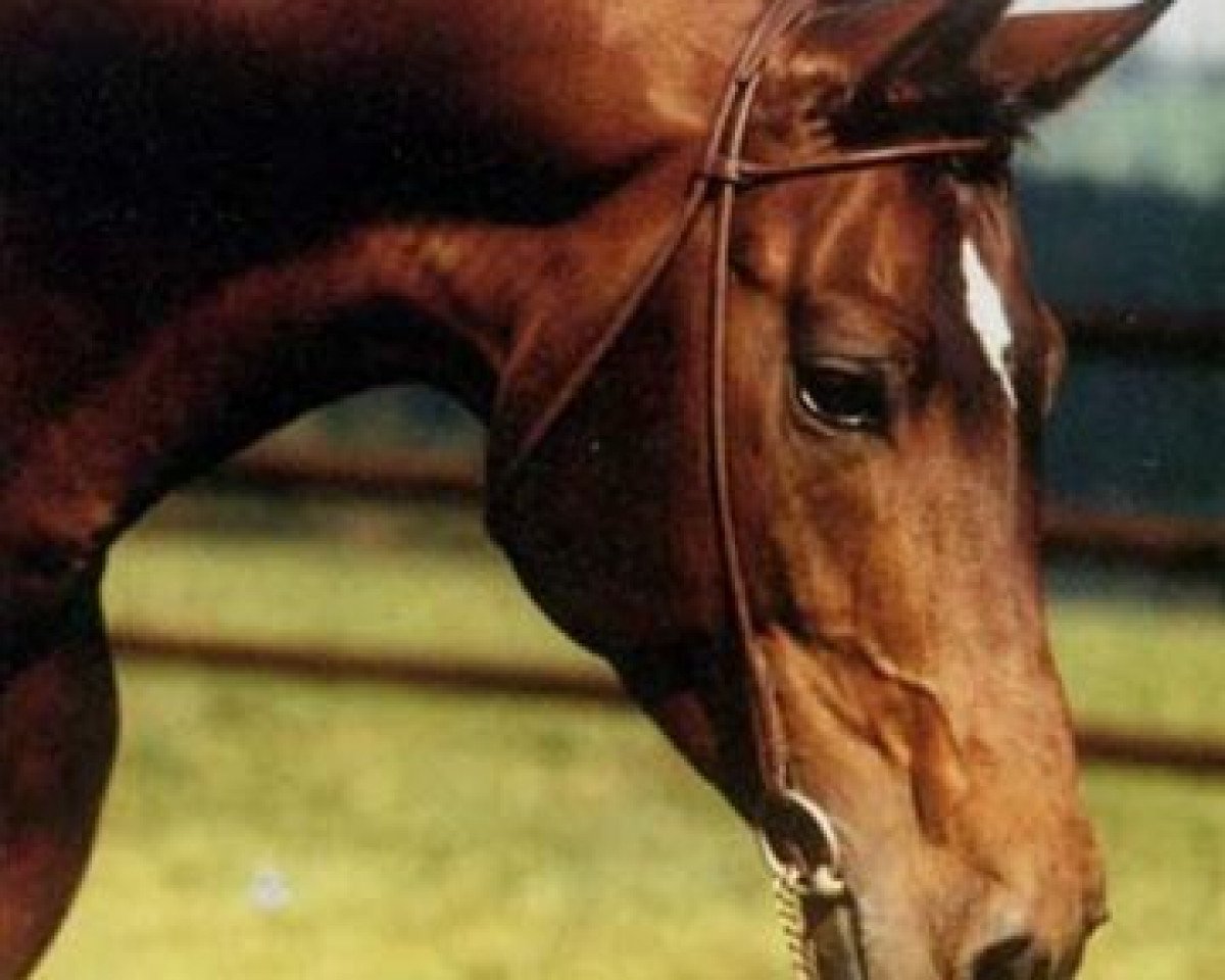 stallion Taragas x (Arabian purebred, 1978, from Akbar ox)