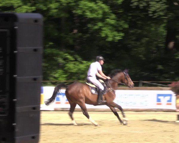Reitturnier Rhede 2022