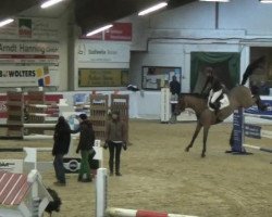 jumper Concept (Danish Warmblood, 2006, from Cassini II)
