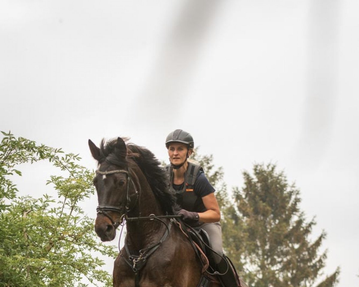 Zuchtstute Ipanema S (Trakehner, 2009, von Impetus)