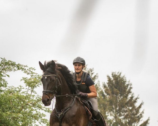 Zuchtstute Ipanema S (Trakehner, 2009, von Impetus)