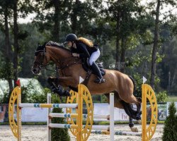 Springpferd Coramo 2 (Holsteiner, 2011, von Corrado I)