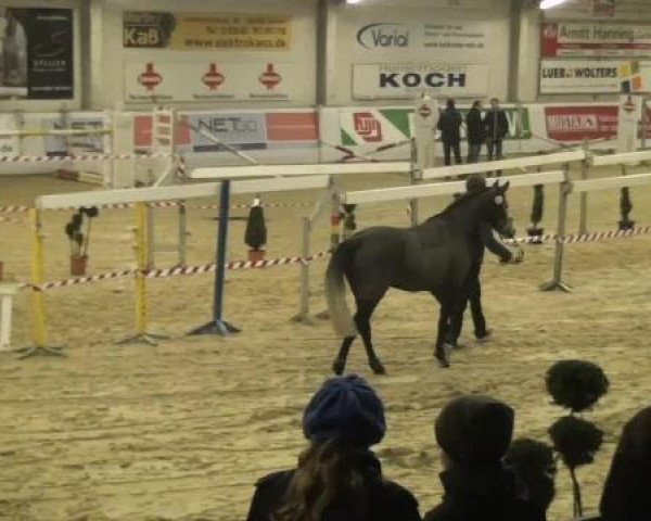 Springpferd Colbert's Cherie (Westfale, 2009, von Colbert GTI)