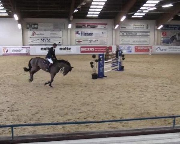 jumper Cadiz 37 (Holsteiner, 2002, from Coronado I)