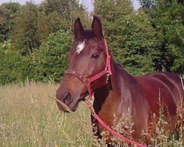 horse Lovely Girl 13 (Holsteiner, 1992, from Latano II)