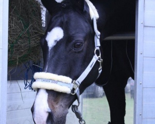 dressage horse Pas de noir (Westphalian, 1995, from Pessoa)