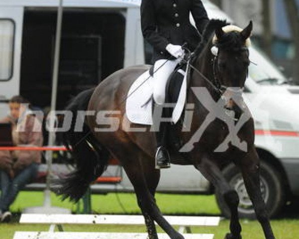 dressage horse Chocolate 66 (Bavarian, 2003, from Leone xx)