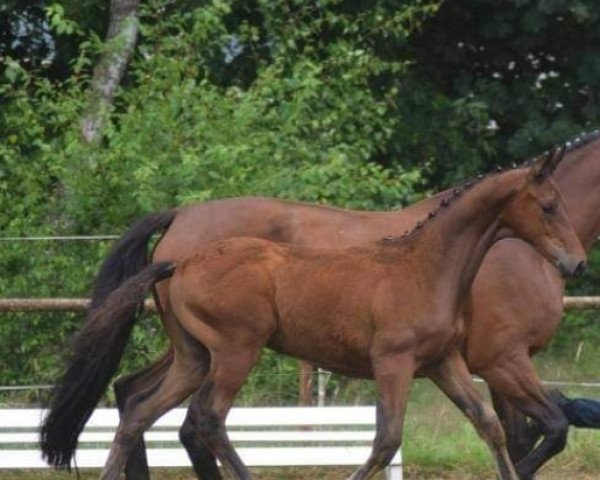 horse Dancer (Hanoverian, 2018, from Dancier)