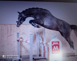 horse Espri van de Zeshoek S (German Sport Horse, 2019, from Eldorado van de Zeshoek)