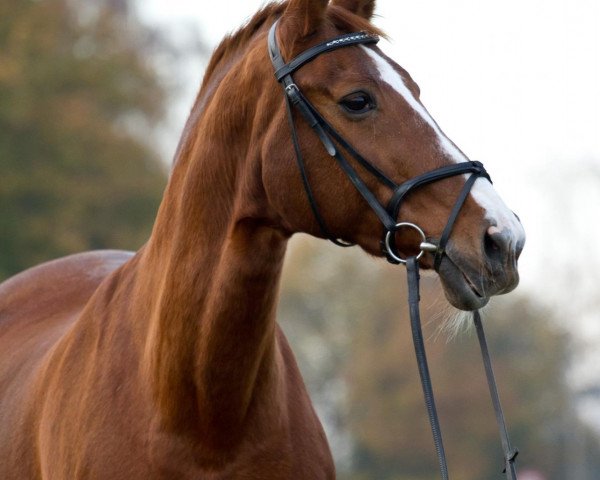 Pferd Acallaya (Westfale, 1989, von Argwohn I)