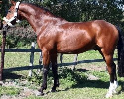 jumper Bonfire 71 (German Warmblood, 2009, from Berlin)