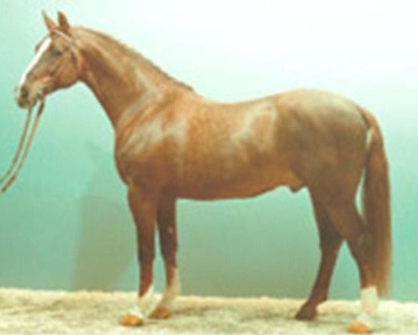 stallion Askan (Hanoverian, 1973, from Archimedes 4103)