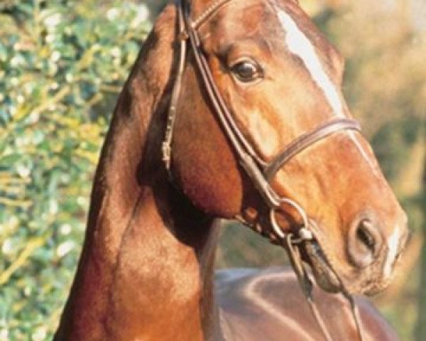 stallion Willem's As I (Hanoverian, 1985, from Watzmann)
