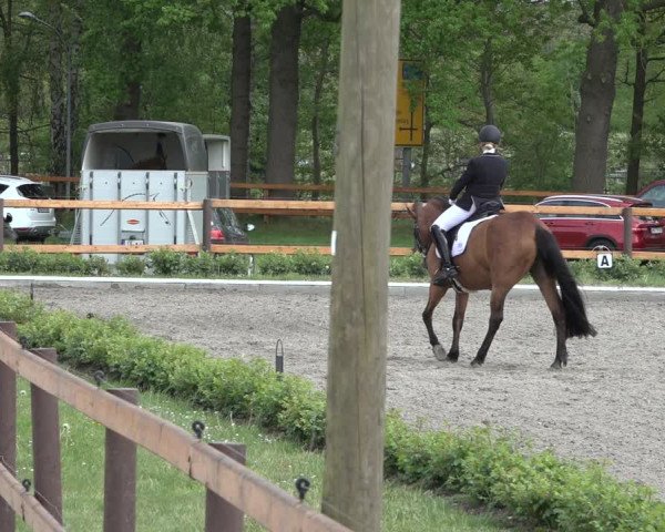 Reitturnier Schwanewede 2022