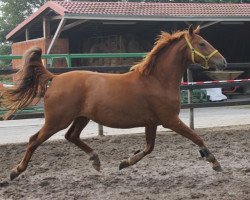 dressage horse Raffinesse 111 (Oldenburg, 2009, from Serano Gold)