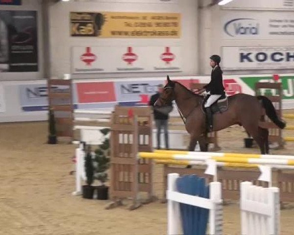 jumper Linquist (Holsteiner, 2008, from Landos)