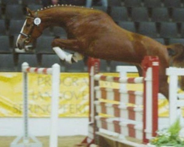 broodmare Fetzi (Hanoverian, 2000, from Fabriano)