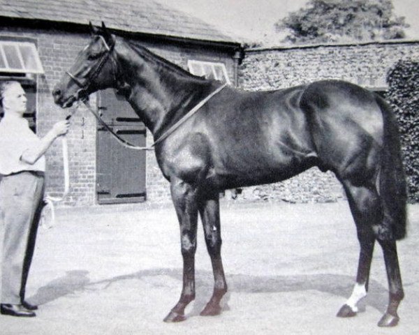 stallion Tower Walk xx (Thoroughbred, 1966, from High Treason xx) stallion Tower Walk xx (Thoroughbred, 1966, from High Treason xx)