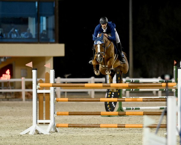 jumper Clooney van de Smis (Belgium Sporthorse, 2008) jumper Clooney van de Smis (Belgium Sporthorse, 2008)