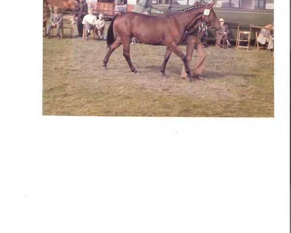 broodmare Perlenband (Hanoverian, 1968, from Perser xx)