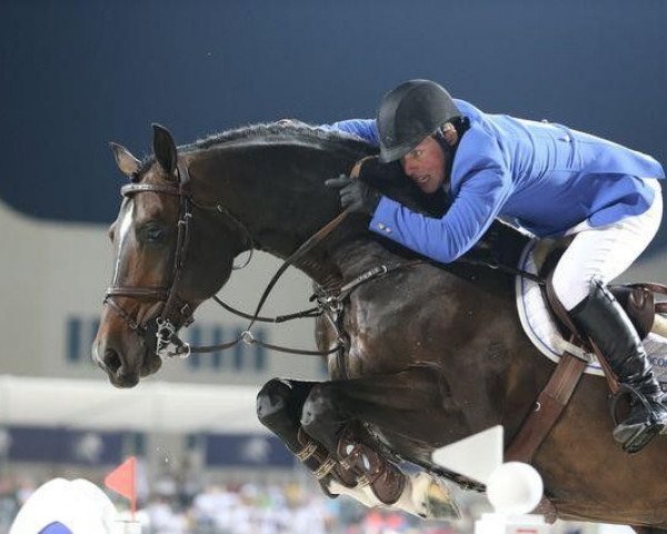 stallion Callahan (Hanoverian, 2003, from Contendro I)